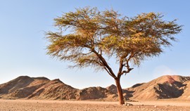 Acacia Tree Photo